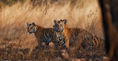India’s Wildlife Tourism Surges with Top Destinations in 2024