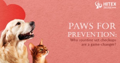 Paws for Prevention: Why Routine Vet Checkups Are a Game-Changer
